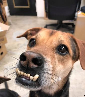 娱乐吃瓜酱狗带上牙,狗带上牙的神秘魅力揭秘